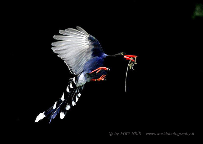 Taiwan Blue Magpie in Flight